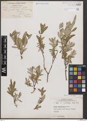 Foto von Salix brachycarpa Nutt.